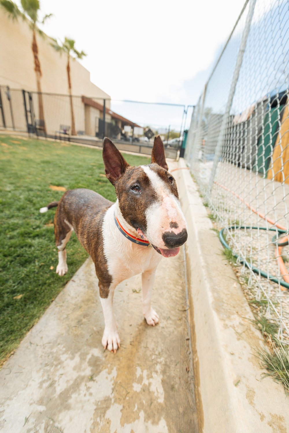 Bull Terrier portrait