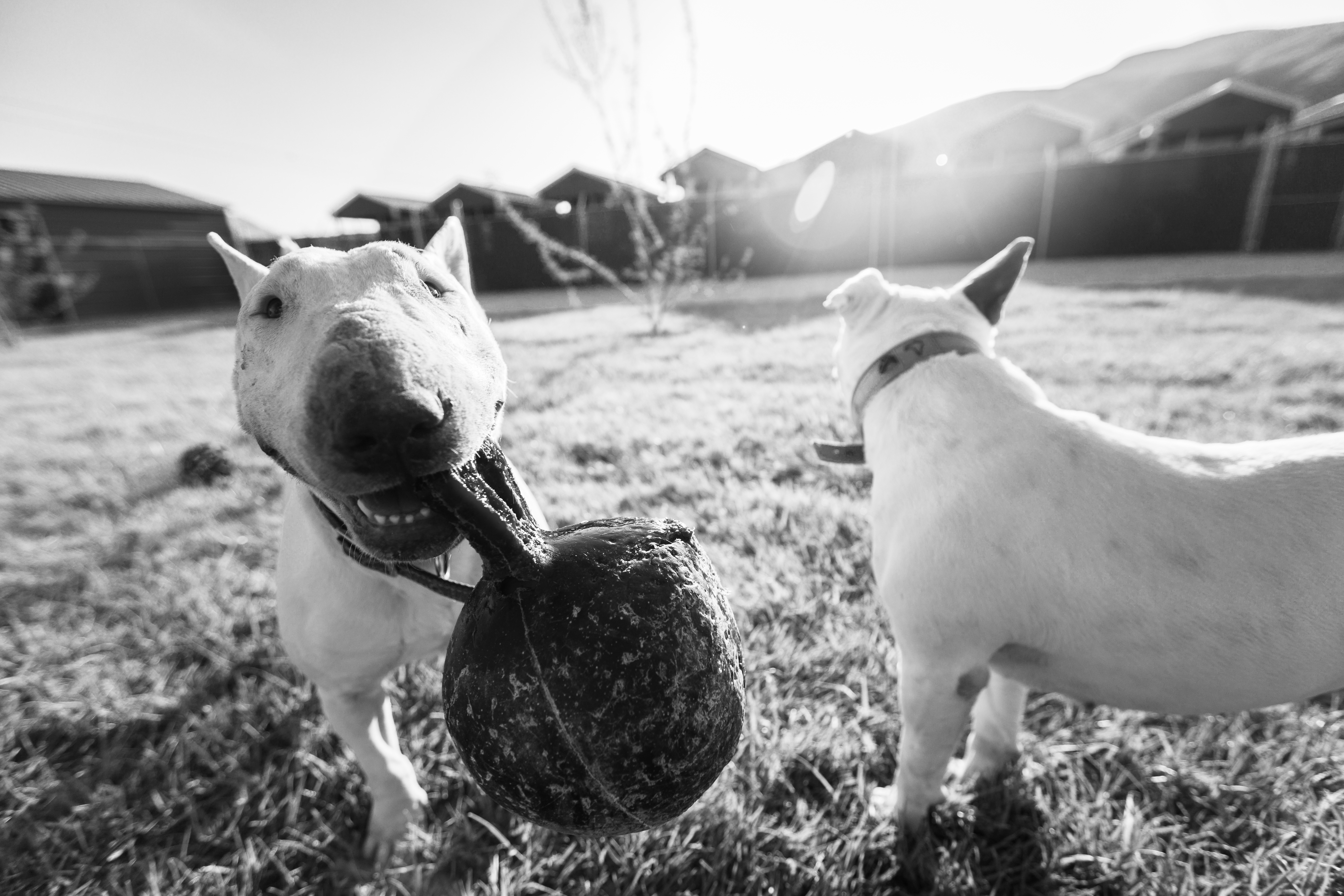 Two bull terriers playing in bright sunlight