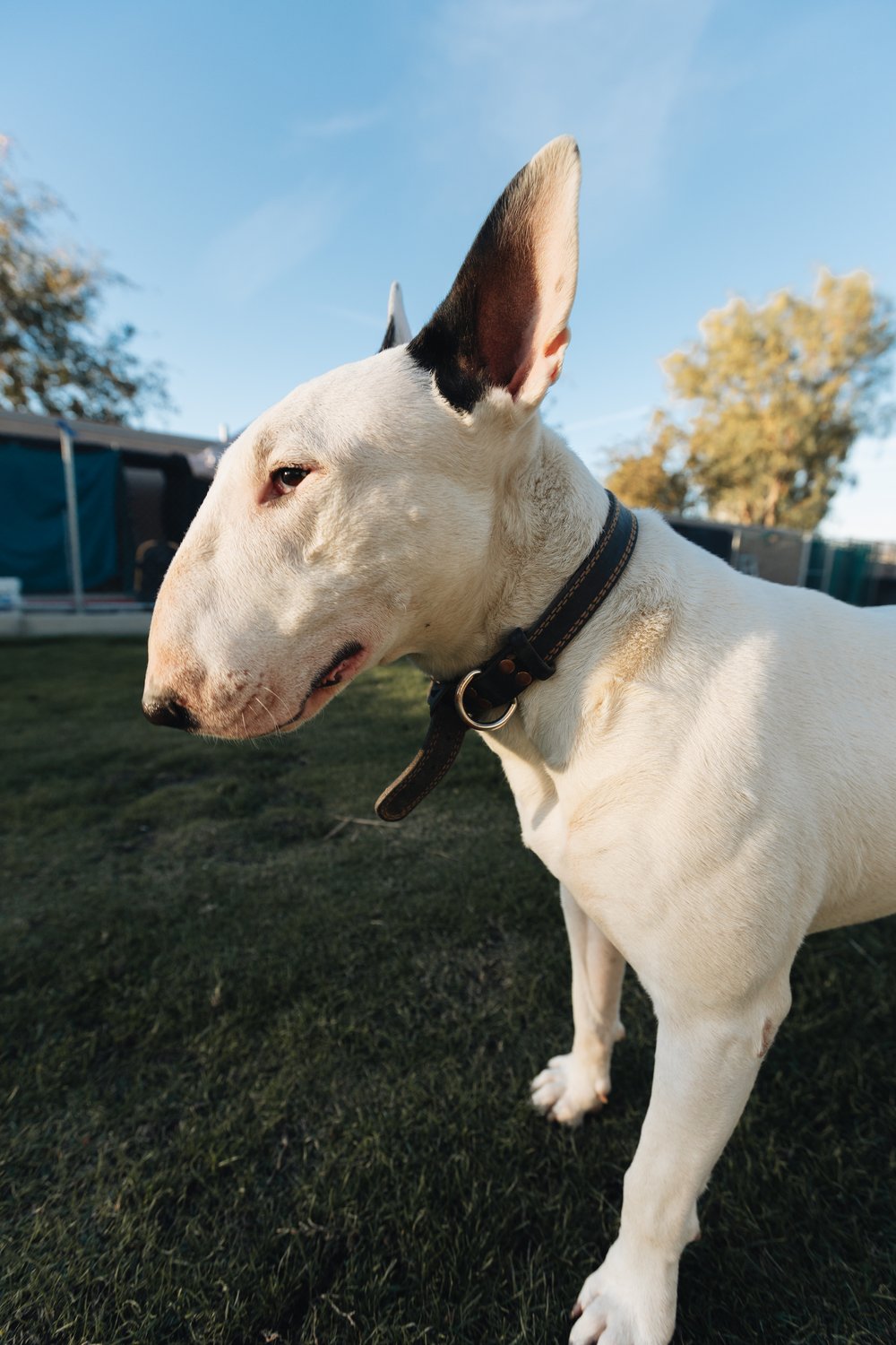 Bull Terrier outdoors