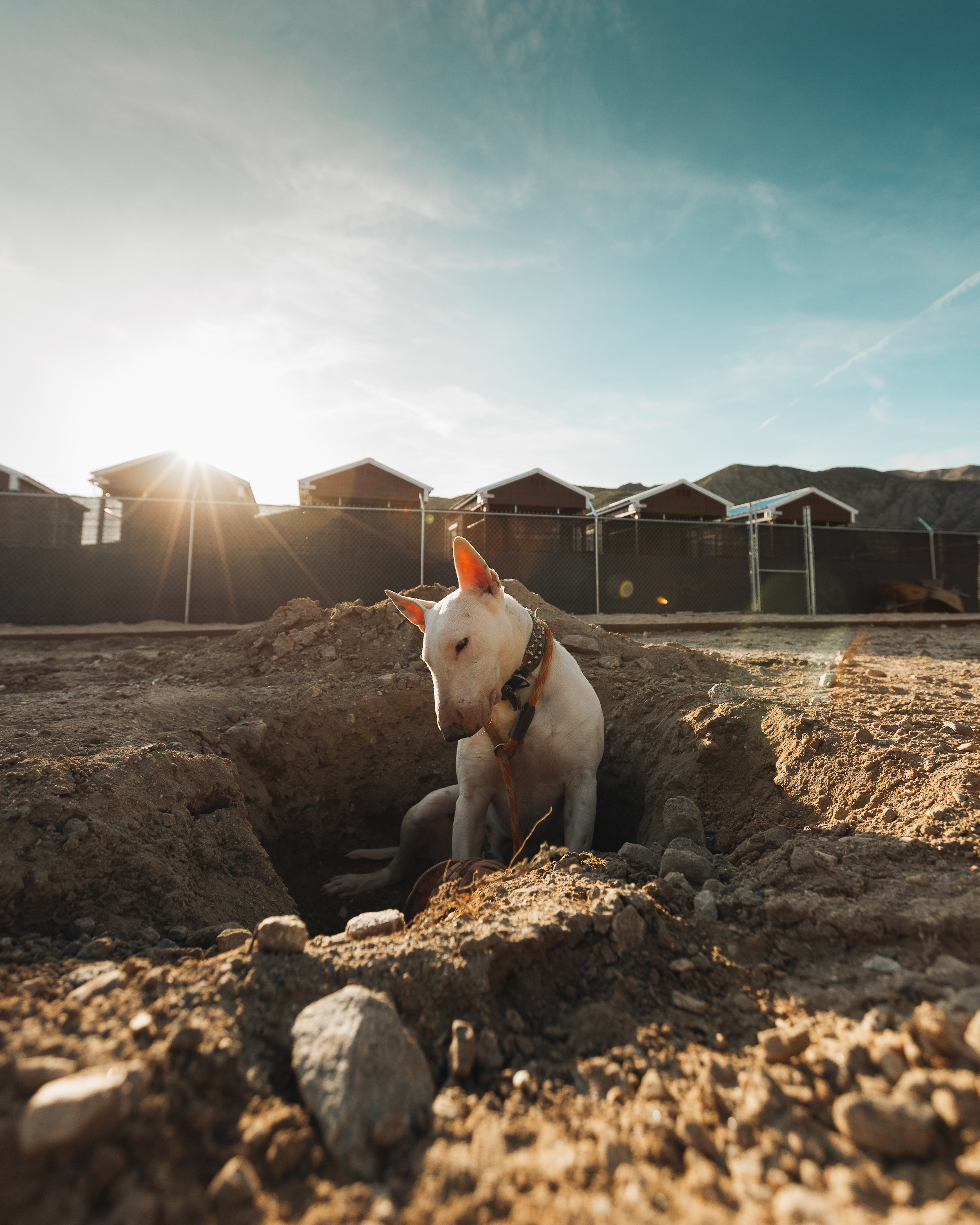 Bull Terrier digging outdoors