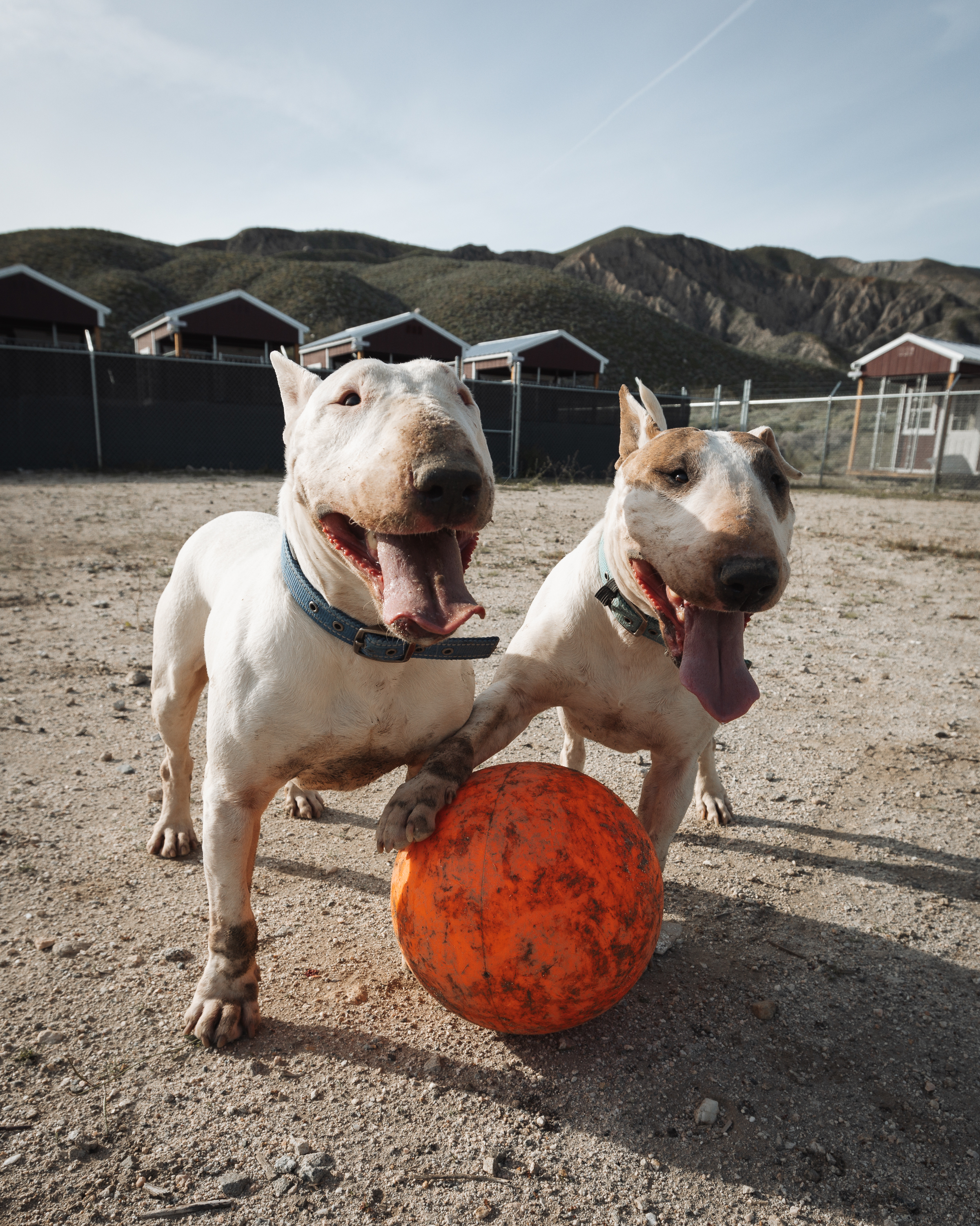 Bull terrier looking joyful