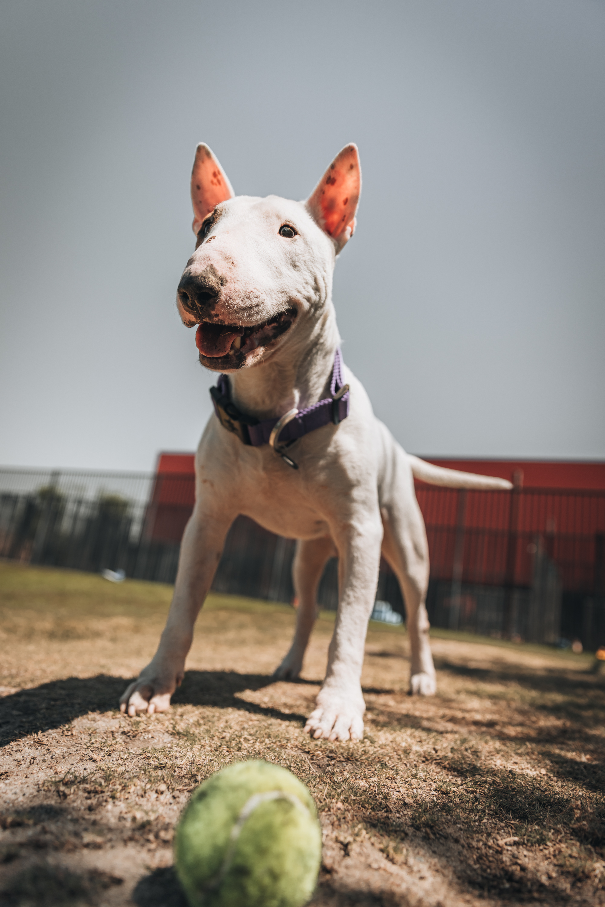 Bull Terrier portrait outdoors