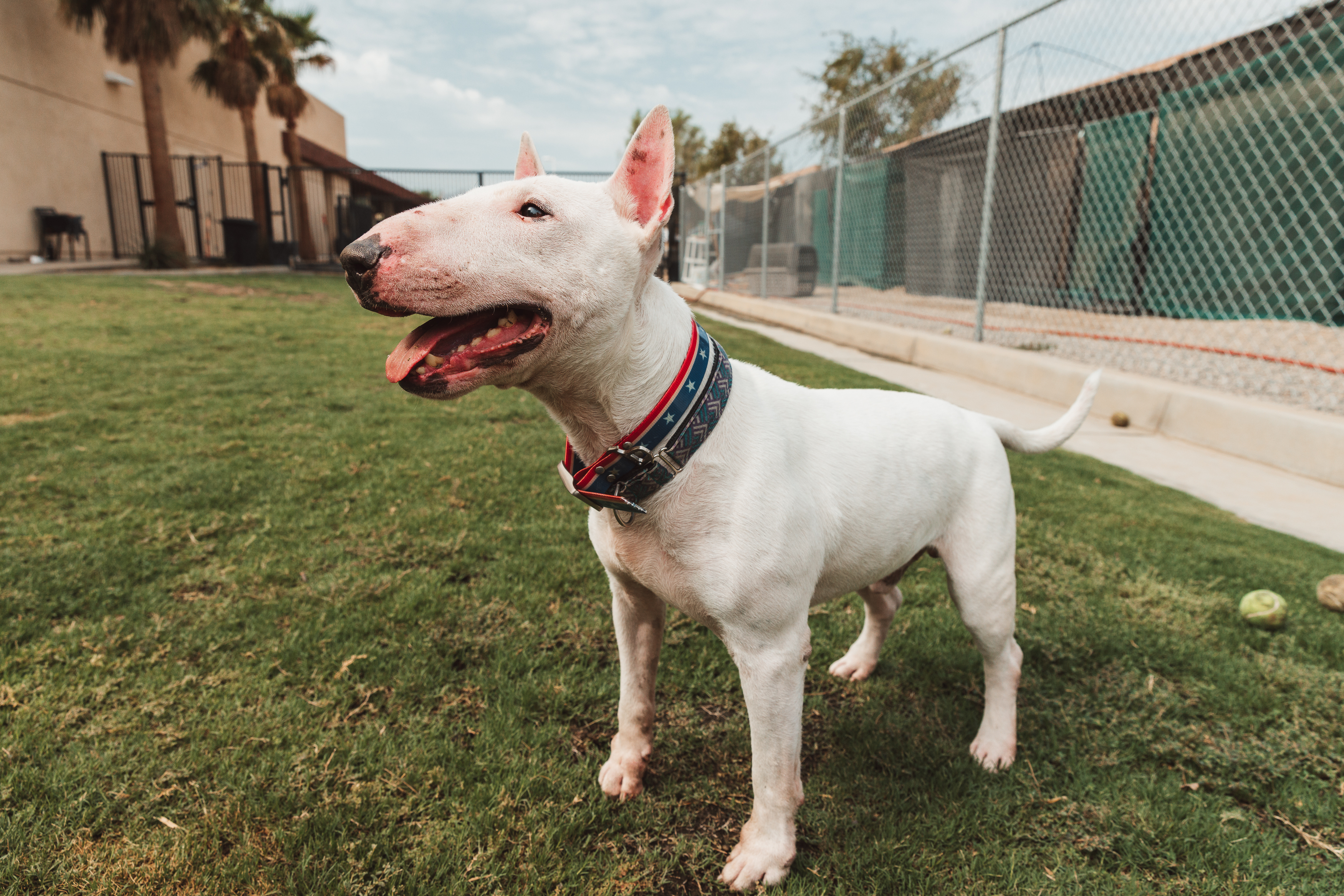 Bull Terrier running through shallow water