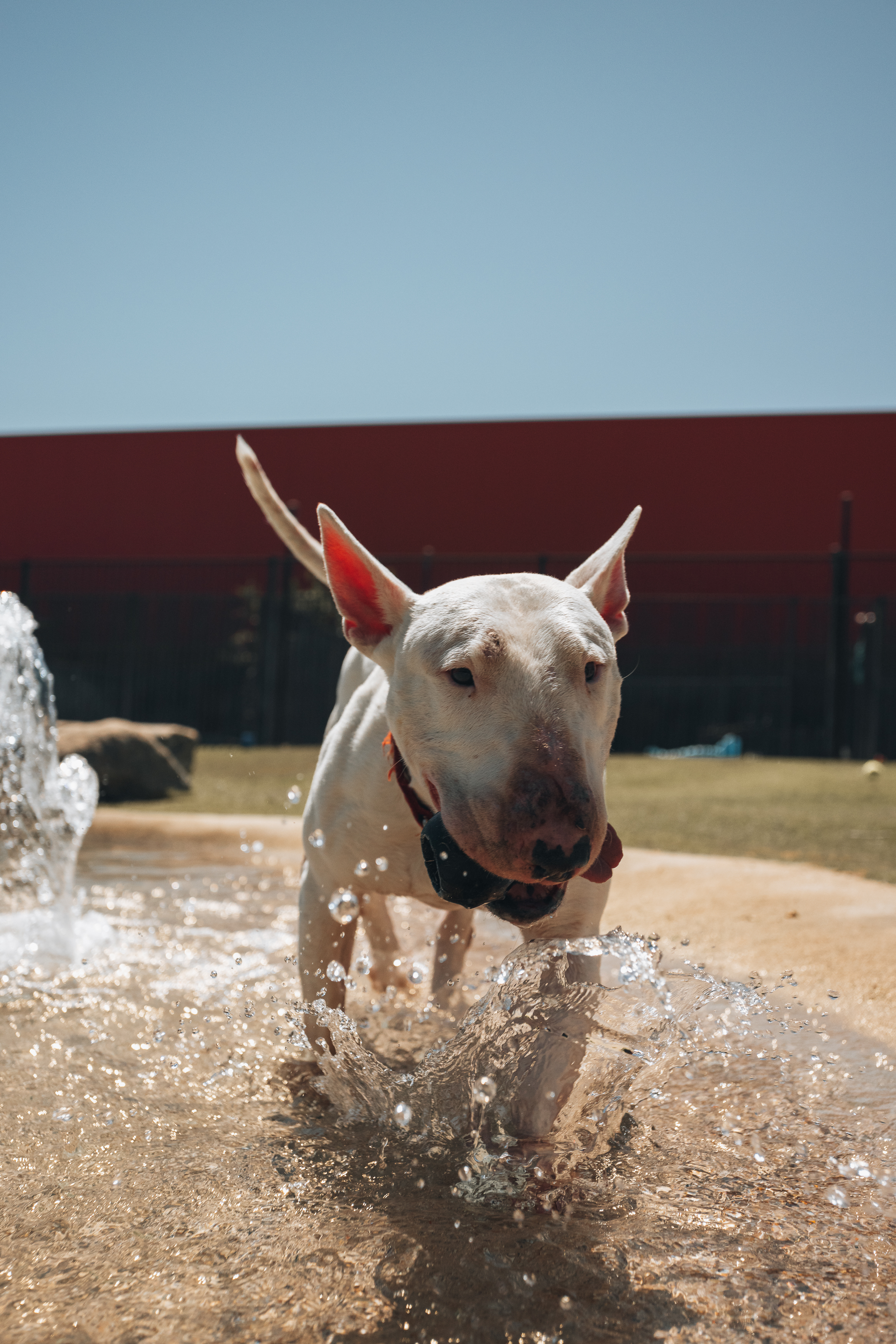 Happy Bull Terrier portrait