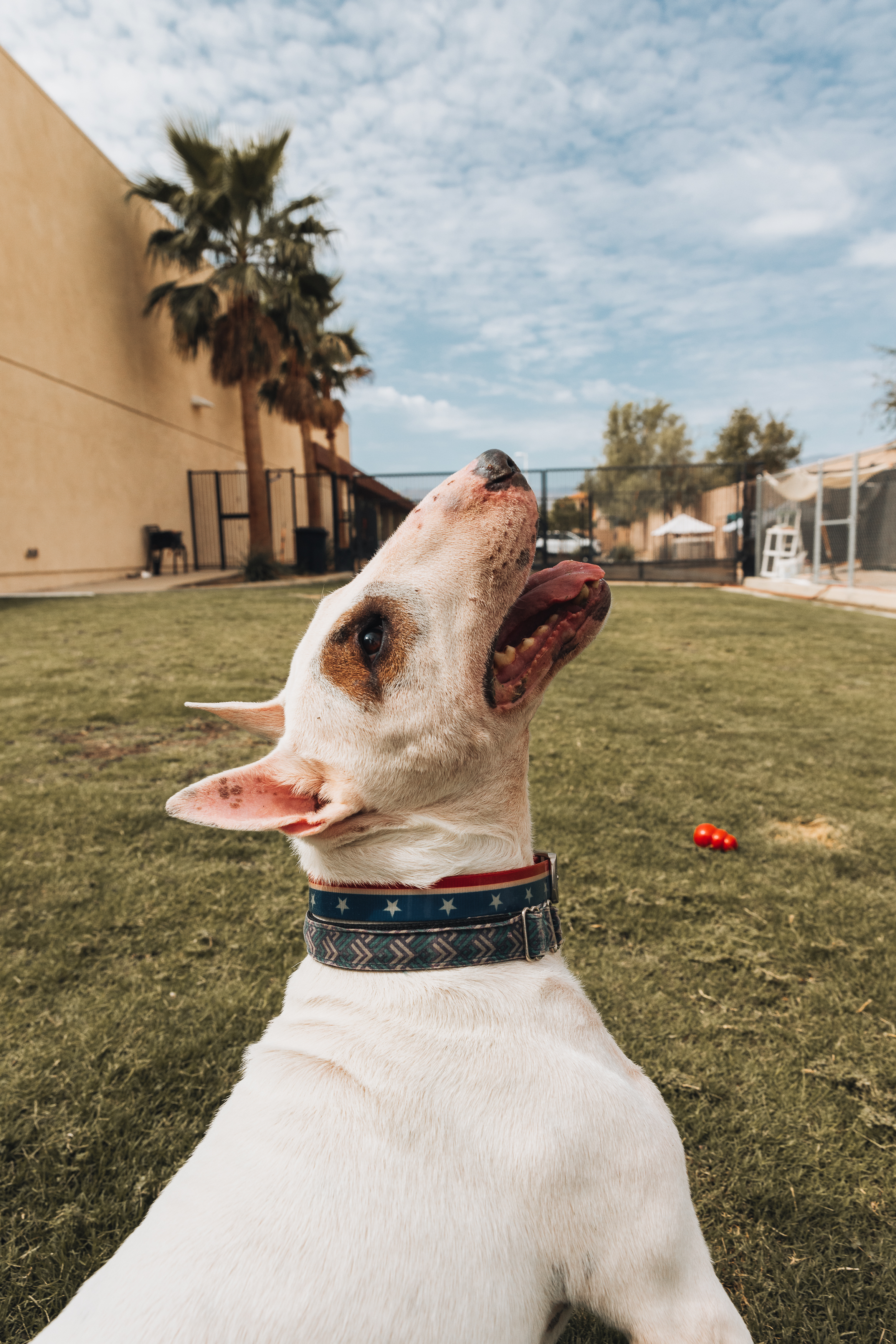 Bull terrier belly up in the grass