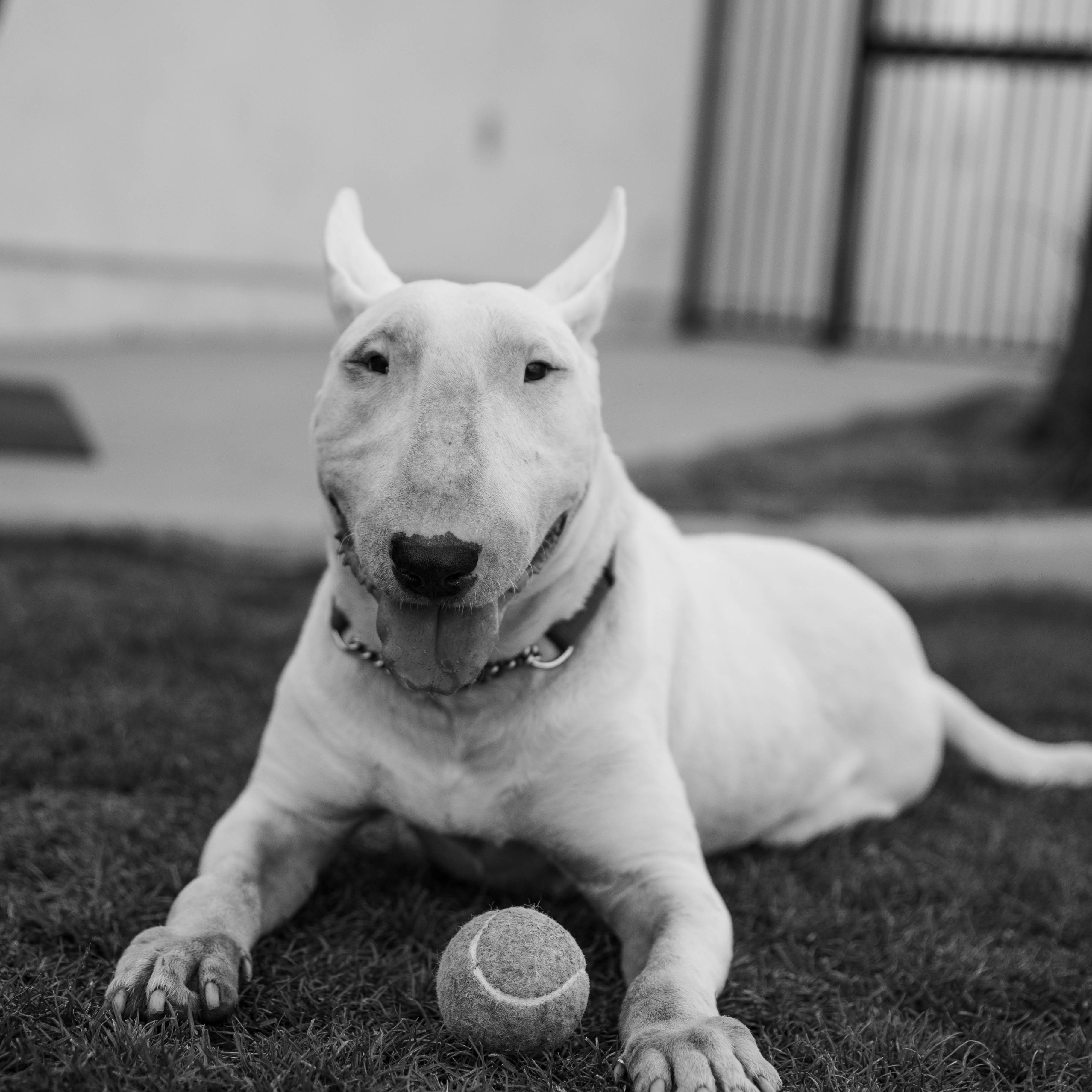 Bull Terrier portrait